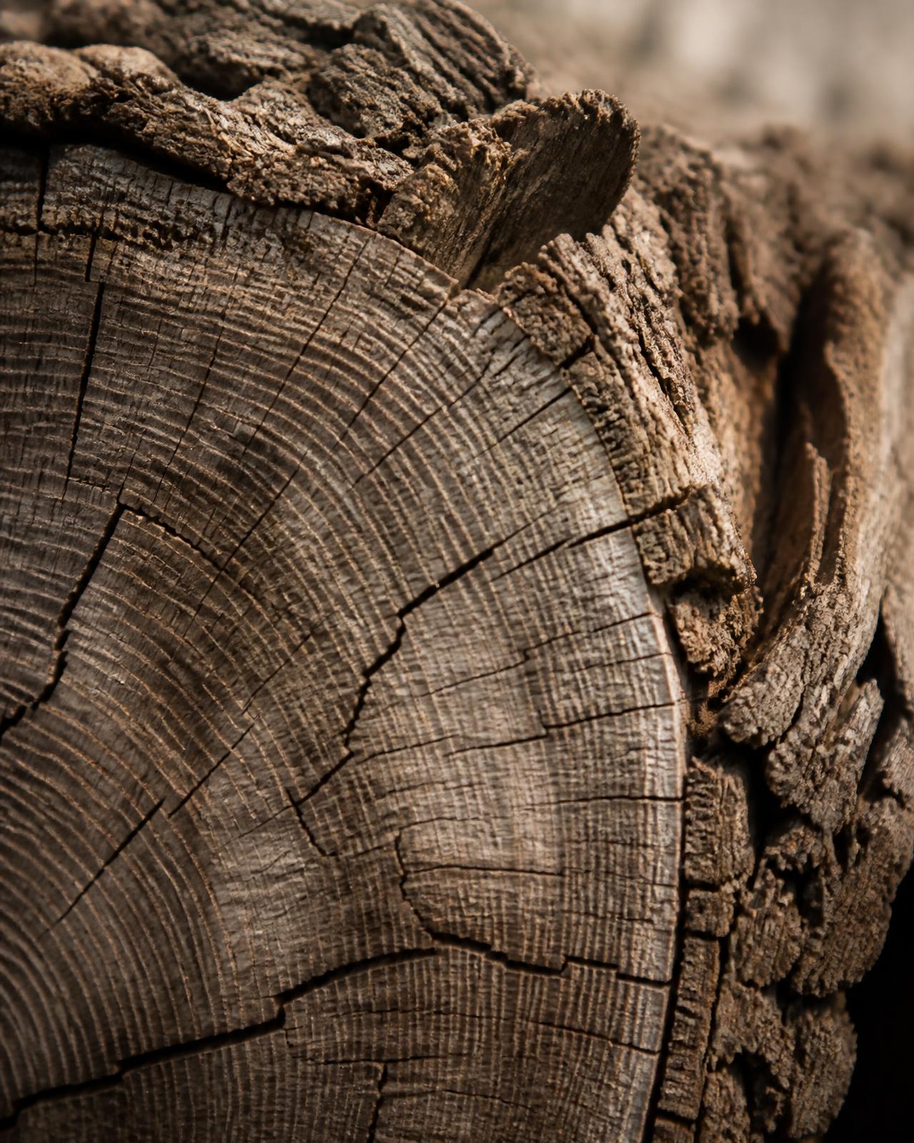 Close detail of an aged oak trunk, its growth rings marking decades of steady expansion.